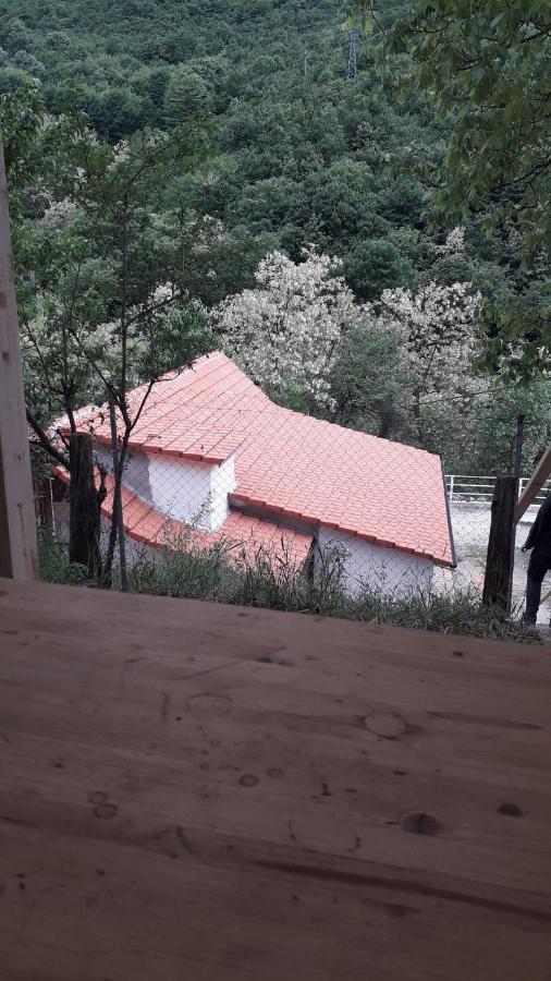 Andrei Villa Sasca Montană Dış mekan fotoğraf
